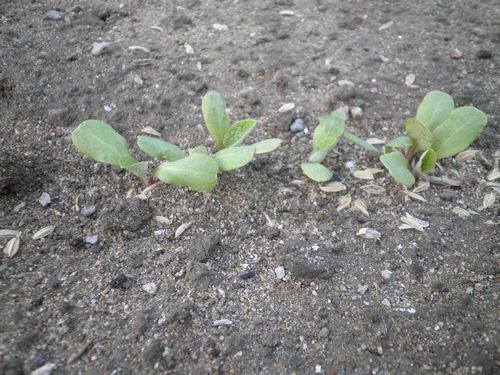 サラダごぼう栽培 家庭菜園ブログ 兵庫から