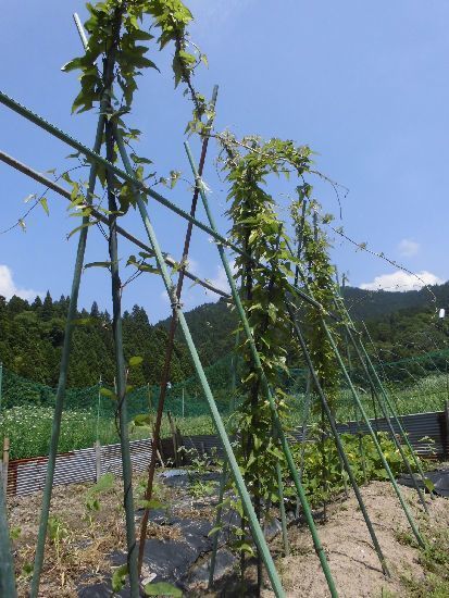 自然薯栽培 家庭菜園ブログ 兵庫から