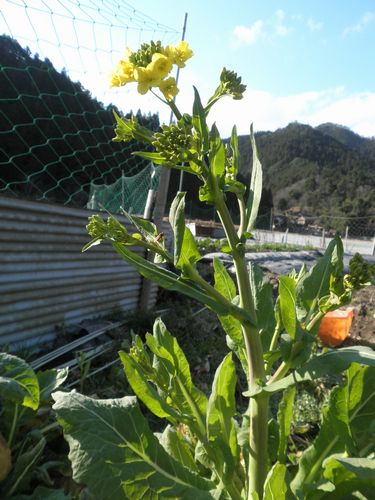 野沢菜栽培 家庭菜園ブログ 兵庫から