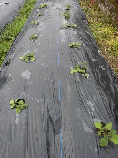 ほおずきトマト栽培 家庭菜園ブログ 兵庫から