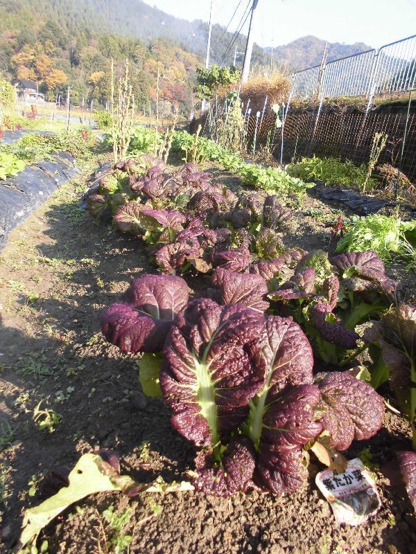 高菜栽培 家庭菜園ブログ 兵庫から