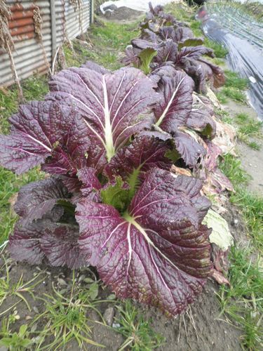 高菜栽培 家庭菜園ブログ 兵庫から